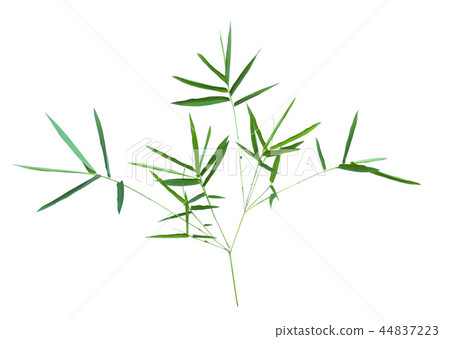 bamboo isolated on gray background  44837223
