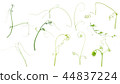 Green ivy plant  isolated on gray background 44837224