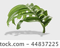 tropical jungle monstera leaves isolated 44837225