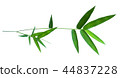 bamboo isolated on gray background  44837228