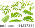 Tamarind leaves isolated on white background  44837229