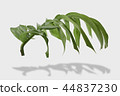 tropical jungle monstera leaves isolated 44837230
