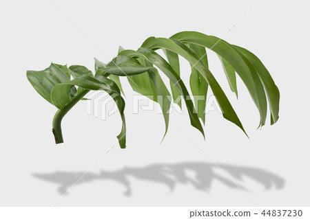 tropical jungle monstera leaves isolated tropical jungle monstera leaves isolated 44837230
