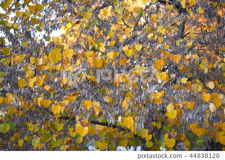 yellow leaves is on tree closeup, autumn landscape yellow leaves is on tree closeup, autumn landscape 44838120