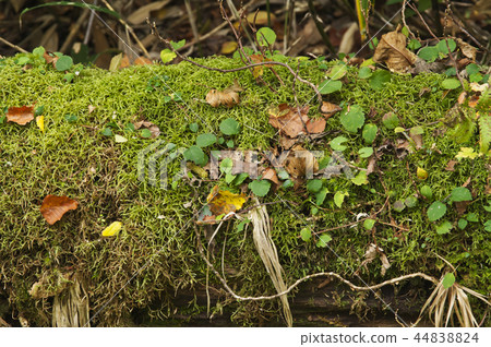 Between Oze and Hatashima Yamanohana 44838824