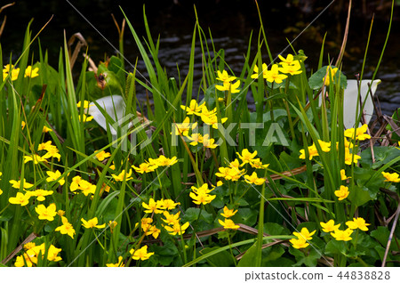 當水麻開花時的Ozegahara Ryukinka 44838828