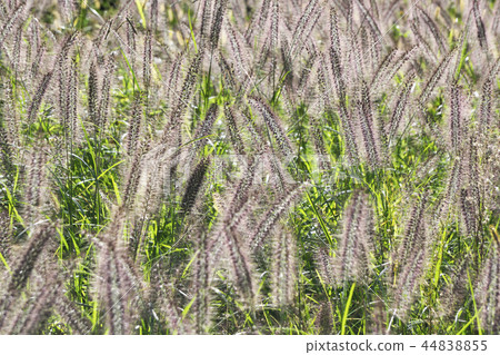 Chirashira shining brilliantly in the fall Chirashira shining brilliantly in the fall 44838855