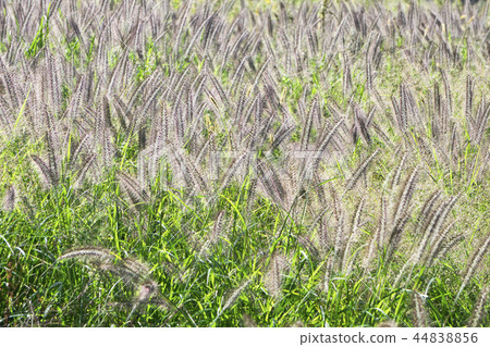 Chirashira shining brilliantly in the fall 44838856