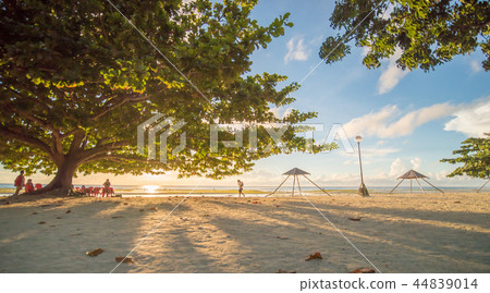 Tourists under a large deciduous tree of life with red-green leaves. The rays of the morning sun 44839014