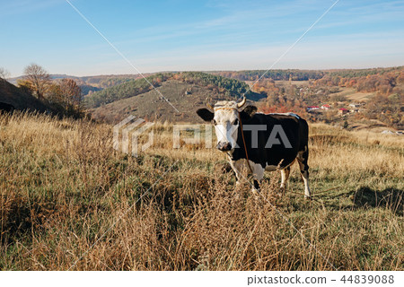 One horned black and white cow in a full height One horned black and white cow in a full height 44839088