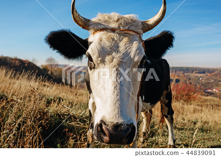 Close-up face of horned black and white cow Close-up face of horned black and white cow 44839091