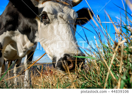 Close-up face of horned black and white  44839106