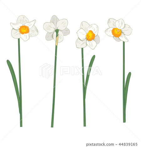 Narcisus. Set collection. Hand drawn botanical illustration on white background. 44839165