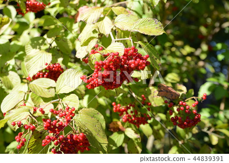 Red fruit Red fruit 44839391