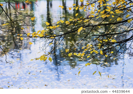 Colorful branch with yellow leaves in autumn over blue water, bright reflections in water. Romantic 44839644