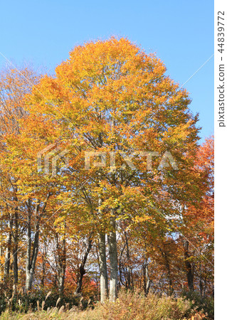 Hakuba Iwatake Peak Top Beech Forest Hakuba Iwatake Peak Top Beech Forest 44839772