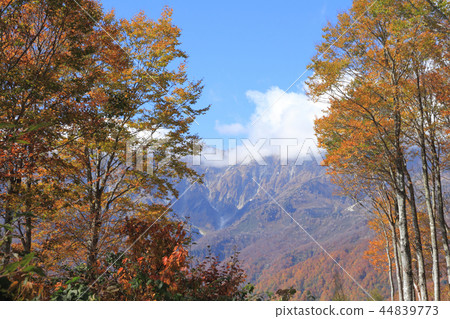 Hakuba Iwatake Peak Top Beech Forest Hakuba Iwatake Peak Top Beech Forest 44839773