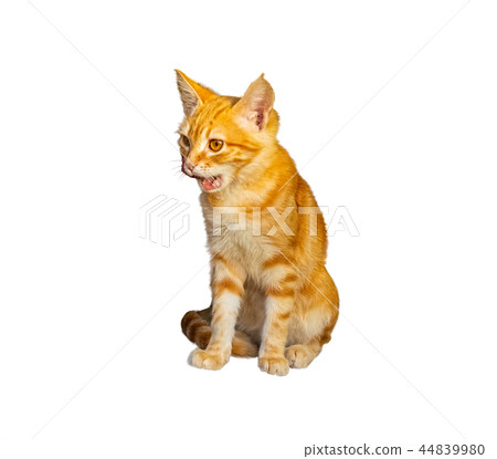 Little red kitten sitting and licking isolated on white Little red kitten sitting and licking isolated on white 44839980