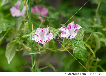 Morning glory 452 44840340