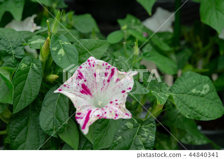 Morning glory 453 44840341