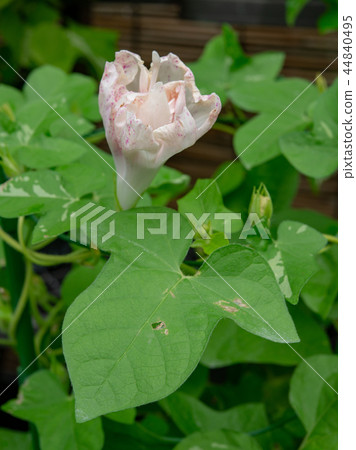 牽牛花479 牽牛花479 44840495