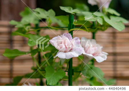 牽牛花480 牽牛花480 44840496