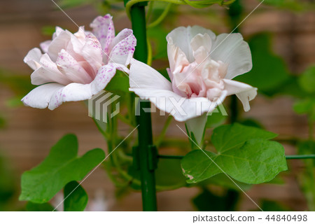 牽牛花481 牽牛花481 44840498