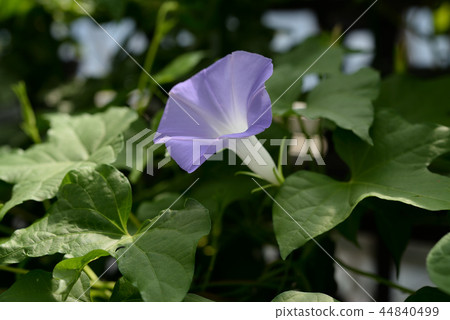 牽牛花482 牽牛花482 44840499