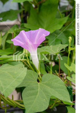 牽牛花483 牽牛花483 44840500