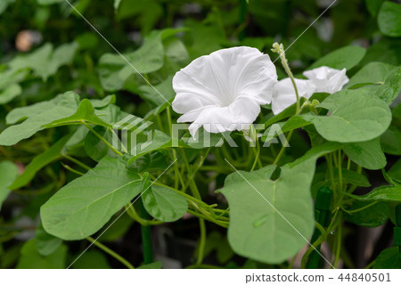 牽牛花484 44840501