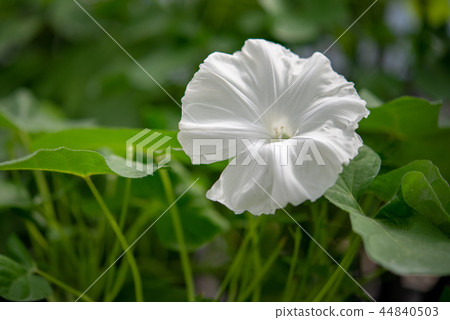 牽牛花485 牽牛花485 44840503