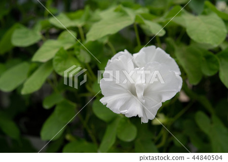 牽牛花486 牽牛花486 44840504