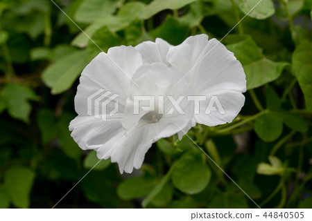 牽牛花487 牽牛花487 44840505