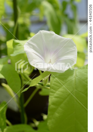 牽牛花488 牽牛花488 44840506