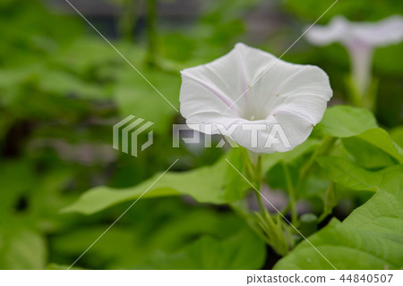 牽牛花489 牽牛花489 44840507