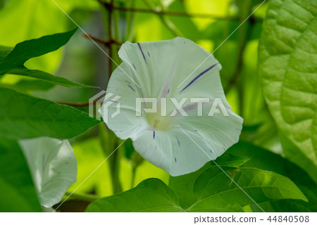 牽牛花490 牽牛花490 44840508