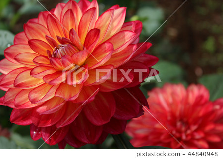 Dahlia flower 44840948