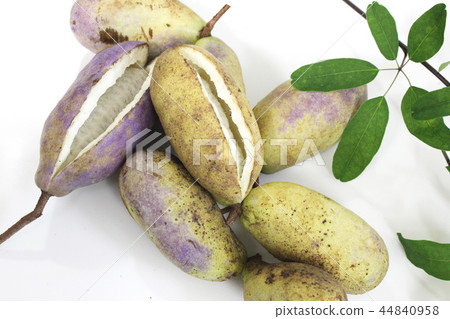 Akebi fruit 44840958