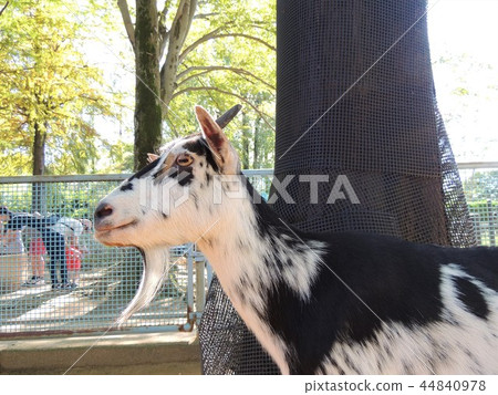 埼玉市大崎公園，兒童動物園山羊 44840978