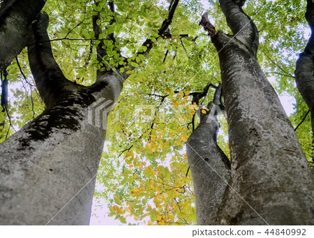 令人振奮的老木 令人振奮的老木 44840992