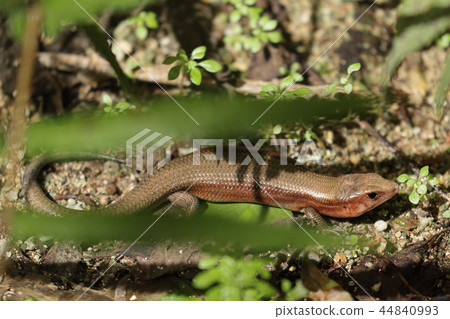 生物爬行動物Shishigaki蜥蜴是成年人。我經常看到青少年,但我看不到這麼多 生物爬行動物Shishigaki蜥蜴是成年人。我經常看到青少年,但我看不到這麼多 44840993