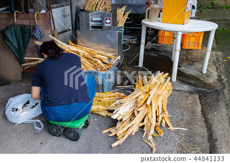 Okinawa Ishigaki Island Sugar cane drawing work 44841133
