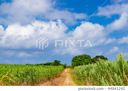Okinawa Ishigaki Island Sugar cane field and soil straight road Okinawa Ishigaki Island Sugar cane field and soil straight road 44841242