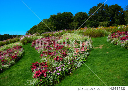 Autumn flowers 44841588