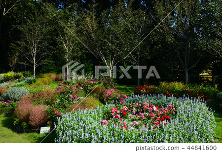 秋天的花朵 44841600