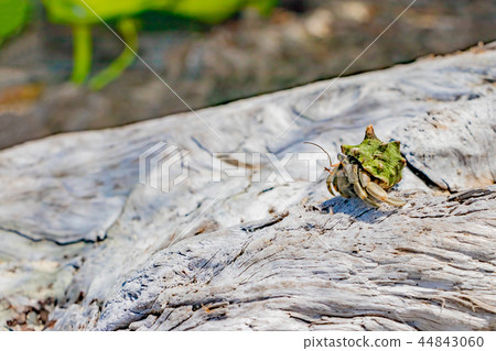沖繩石垣島漂流木和okayadokari 44843060