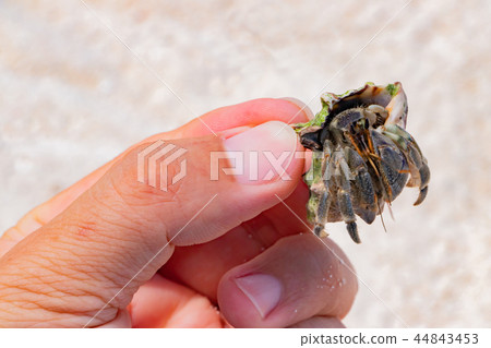 Okinawa Ishigakijima okaya dokari 44843453