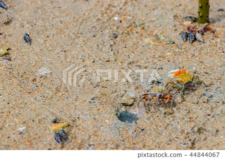 沖繩Ishigakijima招潮蟹 44844067