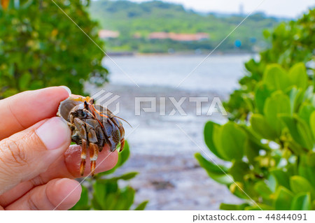 沖繩石垣島紅樹林和岡谷 44844091