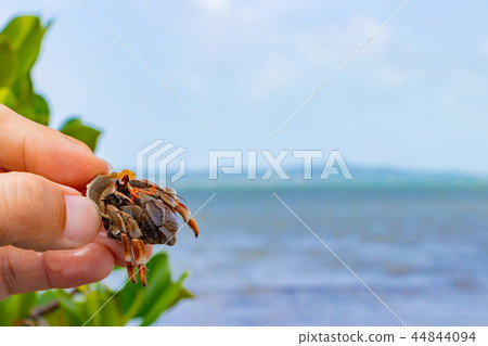 Okinawa Ishigaki Island Mangrove and Okaya 44844094
